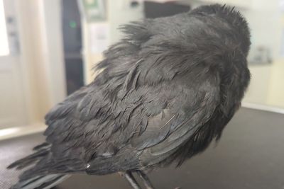 Man banned from keeping animals after giving ‘rescued’ birds marijuana and painting their claws with nail polish