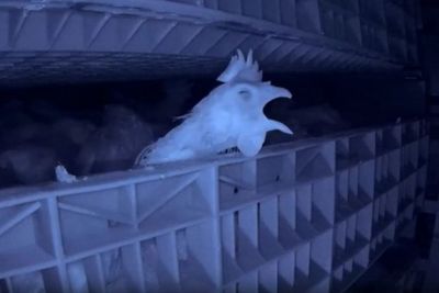 Secret video reveals gas chamber deaths of egg industry hens