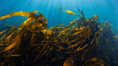‘A golden opportunity’: UK unveils plan to ban bottom trawling in more marine protected areas