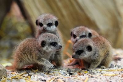 Meerkat pups welcomed at safari park