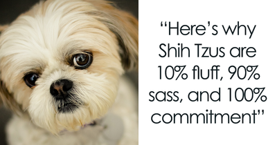 Why Shih Tzu Are The Worst Dog If You Want Low Maintenance And Zero Drama