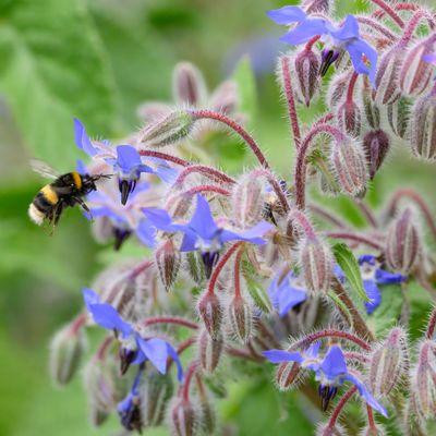 How to grow borage – planting, watering and harvesting the herb that bees love