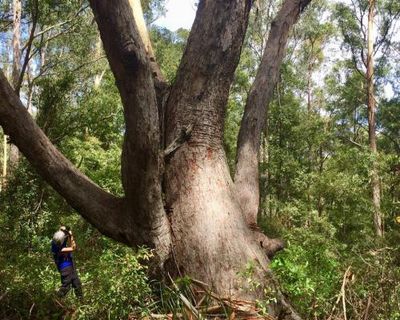 ‘High density’ area of endangered species left out of NSW great koala national park plan, advocates say
