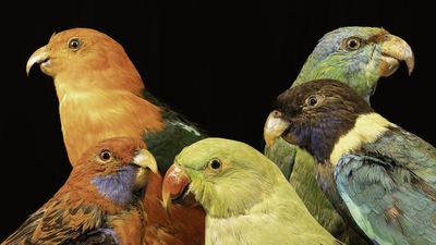 Why are tropical animals so colorful?