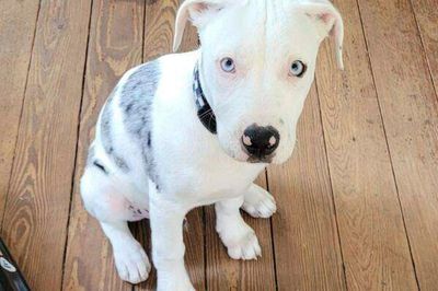 A New Orleans police officer who fatally shot a puppy will face a jury lawsuit trial