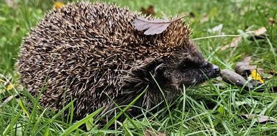 Hedgehog poo could hold important secrets about local biodiversity