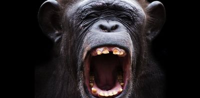 Animals can’t talk like humans do – here’s why the hunt for their languages has left us empty-handed