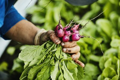 Radish greens are the real prize