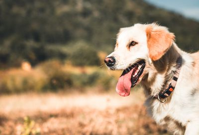 7 Remarkable Dogs That Will Make You Look At Man’s Best Friend Differently