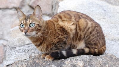 Savannah cats: Everything you need to know about this striking hybrid breed