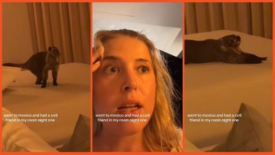 ‘You can’t stay here’: Woman’s first night in Mexico takes unexpected turn when she realizes she’s sharing her room with a furry friend