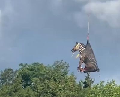 WATCH: 'Ed the Zebra' Airlifted Home After More than a Week on the Run in Tennessee