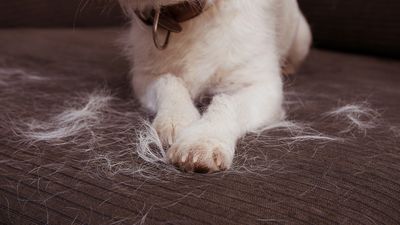 How to get dog hair off your couch: 5 hacks from an expert