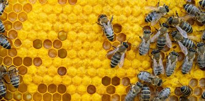 Should we widen our ‘moral circle’? Philosopher Jeff Sebo argues we now have no choice