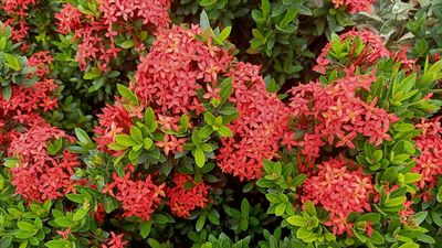 How to grow ixora in pots – for a low-maintenance flowering patio plant that can handle summer heat
