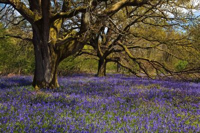 Wildlife declining in UK woods despite more tree cover, study finds