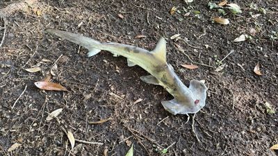 Hammerhead shark falls from sky in South Carolina, interrupting disc golf game