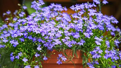 How to grow blue lobelia – expert tips for incorporating this vivid annual into yards and containers