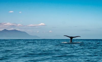 New Zealand is failing to protect its vast ocean resources. We owe it to the world to act
