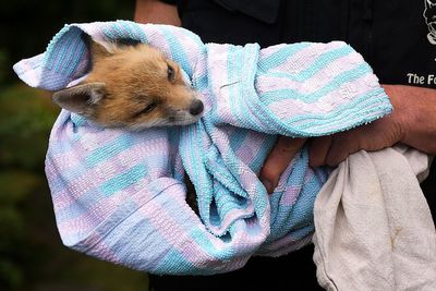 In London, the wild fox has its own ambulance service when it needs help