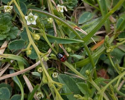 Country Diary: A specialist insect on a specialist plant