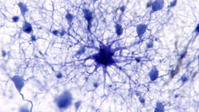 Star-shaped brain cells may underpin the brain's massive memory storage