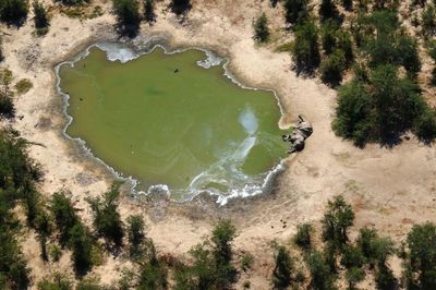 Dead elephants and feral sea lions: how poisonous algal blooms harm the planet