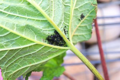 These sap-sucking insects are rife in UK gardens. Here’s how to combat them