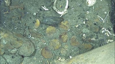 Gold coins from 'world's richest shipwreck' reveal 300-year-old depictions of castles, lions and Jerusalem crosses