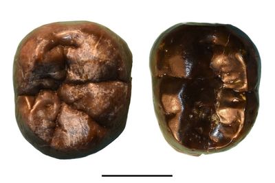Two-million-year-old teeth transform theory of prehistoric human evolution