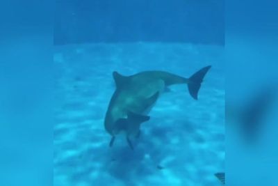 Incredible moment bottlenose dolphin gives birth to calf captured on camera