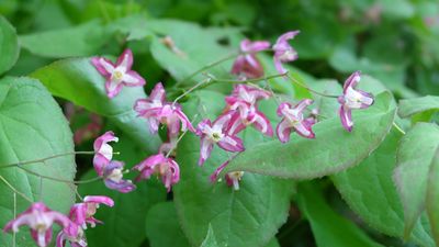 How to grow epimedium – for a pretty and low-maintenance flowering plant that thrives in shady yards