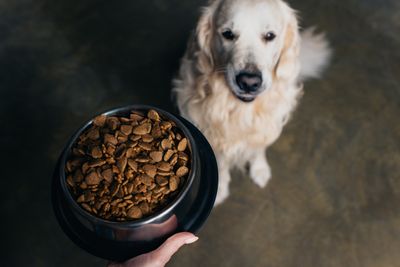 6 Pet Products That Were Recalled for Deadly Reasons