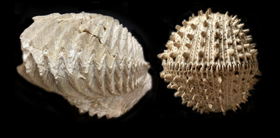 Ancient fossils show how the last mass extinction forever scrambled the ocean’s biodiversity