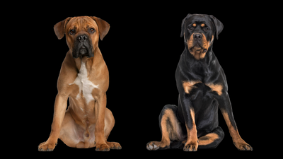 Cane corso vs Rottweiler: Vet's breed comparison