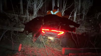Watch a CFMoto ATV's Load Capacity Get Pushed to Its Absolute Limits By a Big Bear