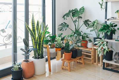 10 Ways to Garden Without a Backyard (Yes, It’s Totally Possible)