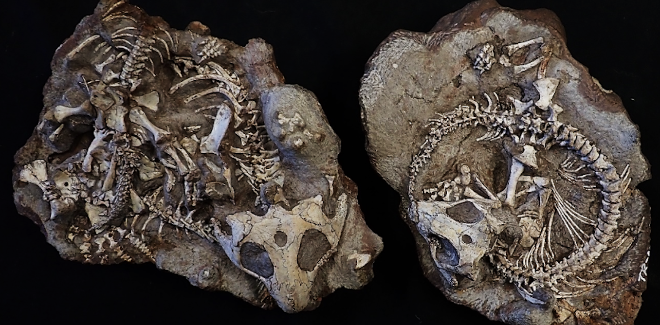 Fossils show colonies of reptiles lived communally 250…