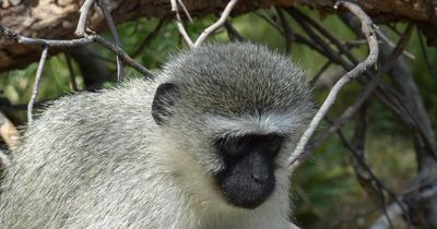 Woman jailed in Scotland for sharing 'monkey torture' videos online