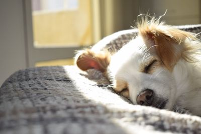 These 5 Dog Breeds Were Once Used for Military Purposes—and It Shows