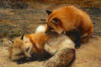 British Animal Group Criticises The Guardian's Report on £1BN Google London Office After Calling Foxes 'Pests'