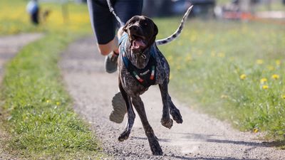Who let the dogs out: how to start (and how not to start) canicross running