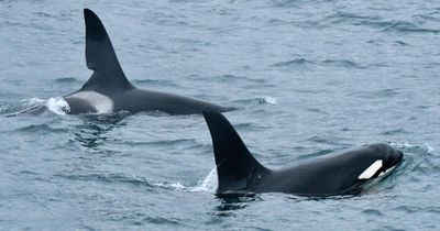 Warning issued after boats filmed getting 'too close' to orcas on Scottish coast