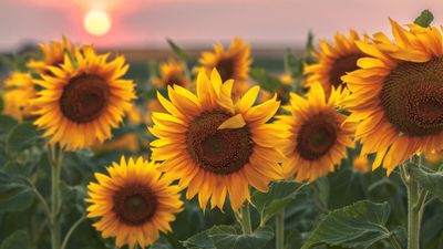 How to grow sunflowers in pots – experts reveal 5 key steps for fantastic container displays in small spaces