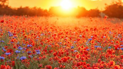 Hello, summer! June solstice brings the start of summer, and the longest day of the year, to North America