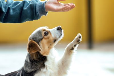 How to Train Your Dog to Stop Barking Excessively