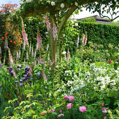 7 biennial flowers that flourish in clay soil – experts share the plants that fill your garden with an abundance of blooms