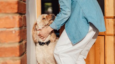Trainer shares simple tip for dogs who rush to the door –and it’s not what you think