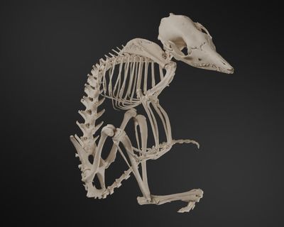 Distorted moles to lesser bilbies: a new way to marvel at Australia’s supremely weird and unique mammals