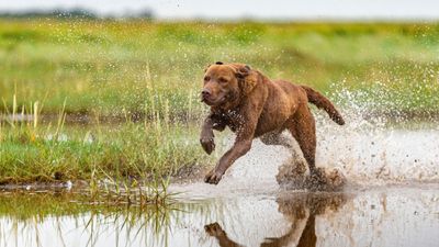 Chesapeake Bay Retrievers are the ride-or-die companions with a serious work ethic
